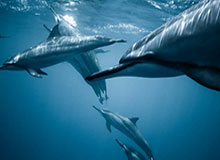 赛后风向变了：巴萨这次轮换太奇怪，更衣室一脸凝重，对手都看愣了